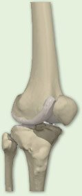 Knee